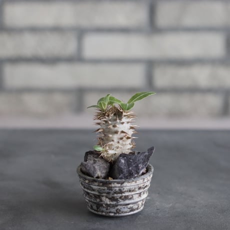 Pachypodium makayense × takero pot (2号)   no.712/29