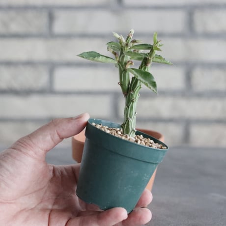 Monadenium Psychedelic　(2.5号) ＋YAMABACHI  no.830/27