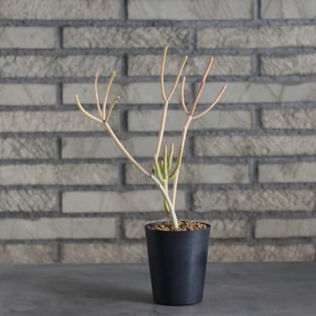 Euphorbia tirucalli 'Sticks on Fire' (3号)  no.719/141