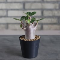 Adenium arabicum 'Black skin' (3号鉢)  no.719/156