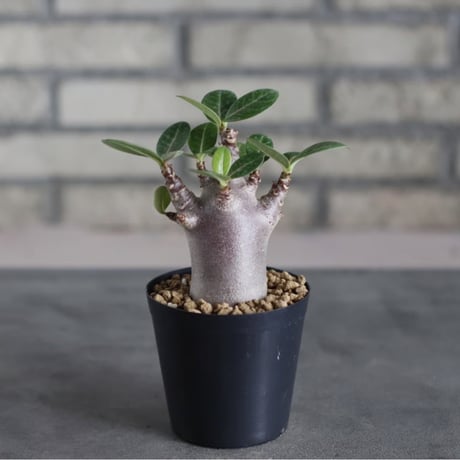 Adenium arabicum 'Black skin' (3号鉢)  no.719/156