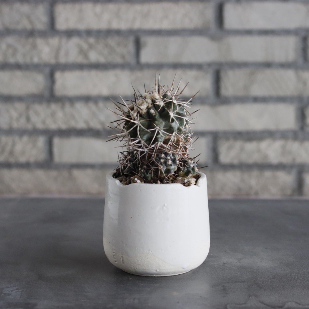 Copiapoa Carizalensis × N/OH (3号) no.712/10 |
