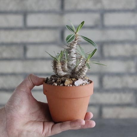 Pachypodium cactipes × YAMABACHI(3号)  no.906/34