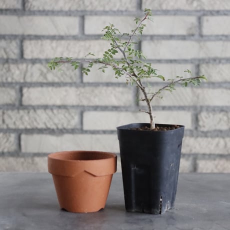Bursera aptera (2.5号) ＋YAMABACHI  no.830/36