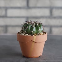Discocactus gigantea × YAMABACHI var. N/OH (3号)  no.906/60