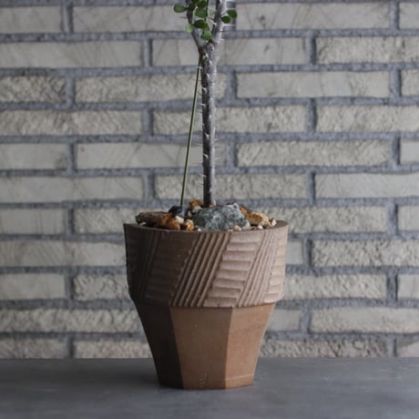 commiphora humbertii × N/OH (6.5号)  no.926/49