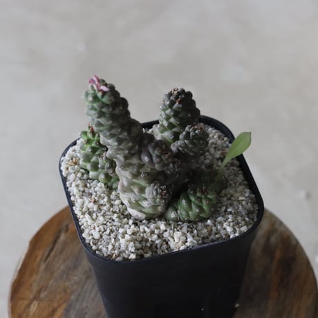 【tres】Euphorbia ritchiei (3.5号)  no.816/34