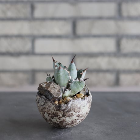 Agave titanota black&bule × takero pot (3号)  no.712/24
