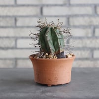 Euphorbia valida × N/OH(4.5号)  no.906/6