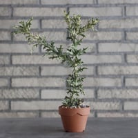 Euphorbia stenoclada × YAMABACHI (3号)  no.906/15