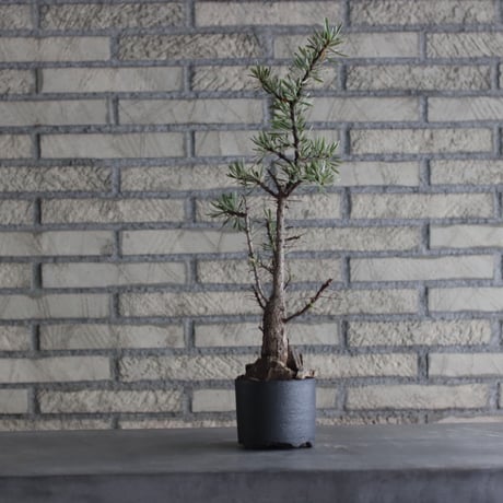 Fouquieria purpusii × N/OH (3.5号)  no.920/6