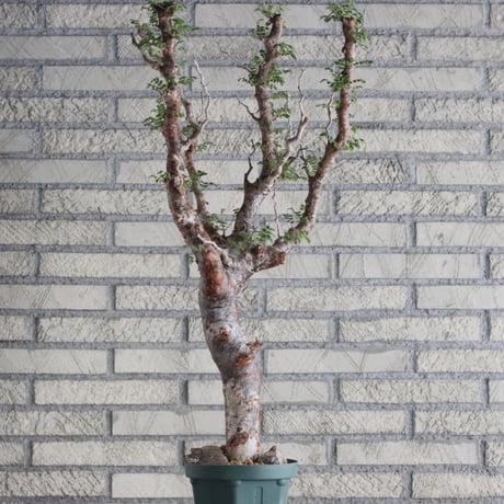 Commiphora monstrosa (5号鉢)  no.705/88