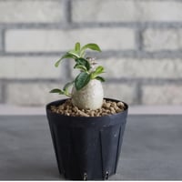 Pachypodium windsorii (3号鉢)  no.705/109