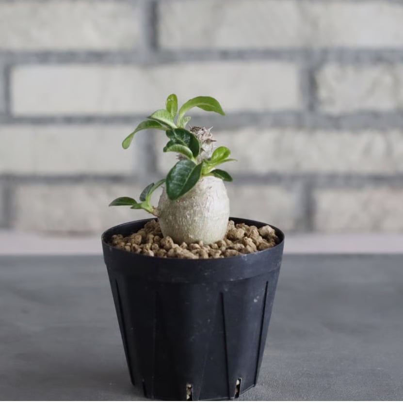 Pachypodium windsorii (3号鉢) no.705/109 | 芽の巣山