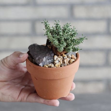 Euphorbia clavarioides × YAMABACHI (3号) no.1004/123