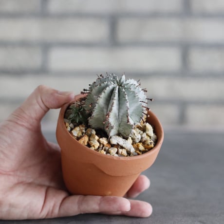 Euphorbia horrida × YAMABACHI (3号)  no.913/79