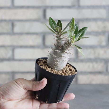 Pachypodium cactipes (3号鉢)  no.705/118