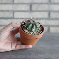 Euphorbia valida (2.5号) ＋YAMABACHI  no.830/22