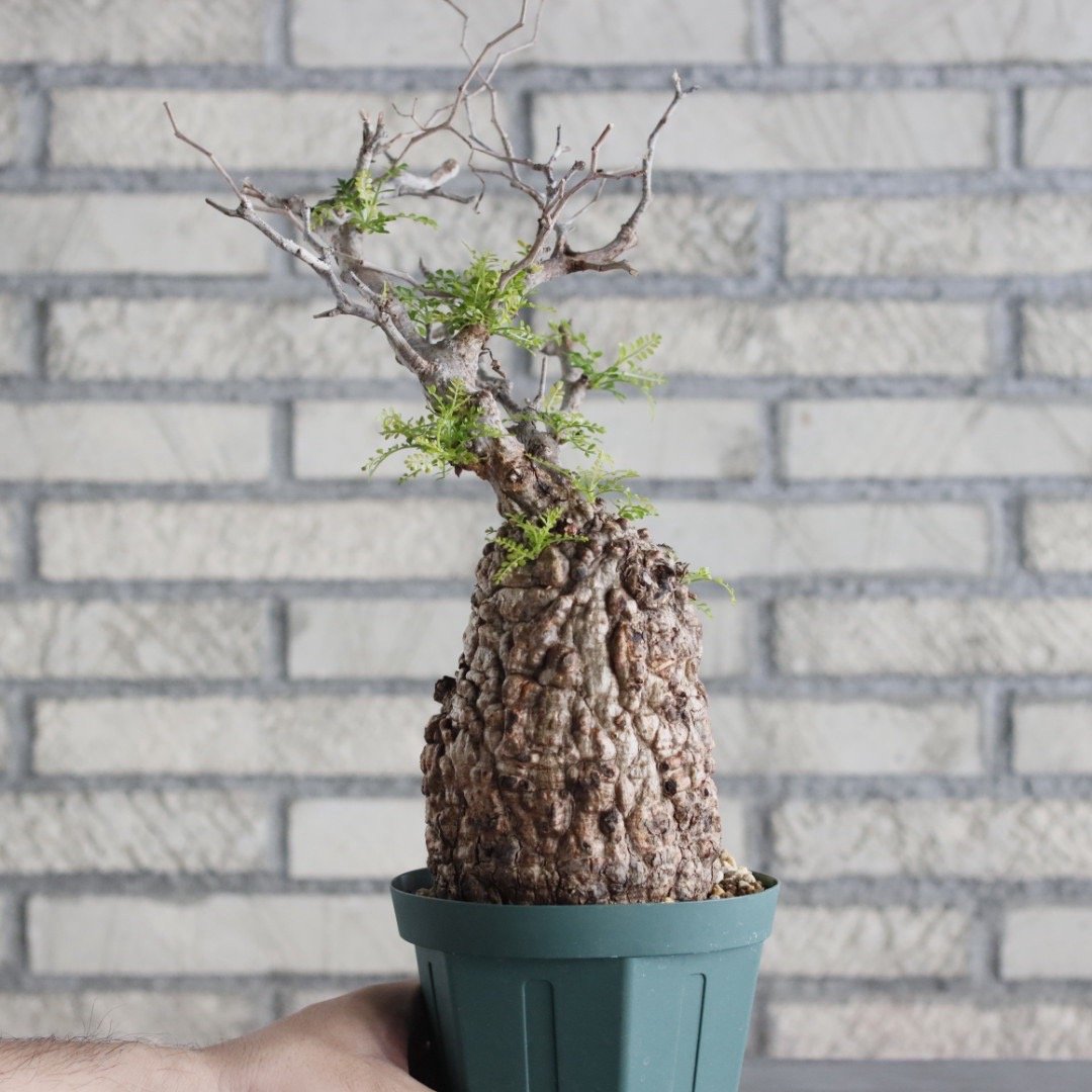 Operculicarya pachypus (4.5号鉢) no.705/150 | 芽の巣山