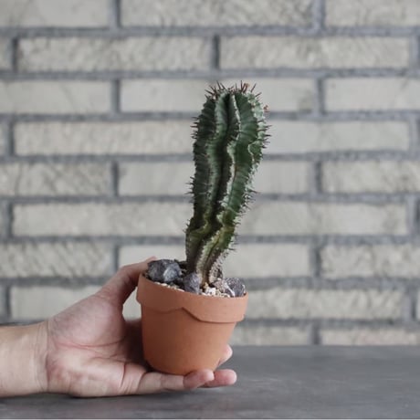 Euphorbia horrida  × YAMABACHI (3号)  no.906/17