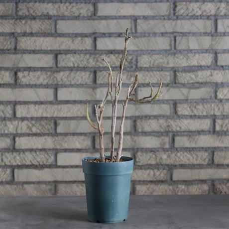 Euphorbia platyclada (4号)  no.719/138