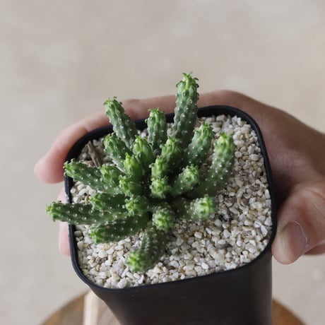 【tres】Euphorbia huttoniae (3号)  no.816/25