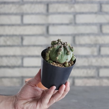 Euphorbia obesa (3号) ＋YAMABACHI  no.830/21