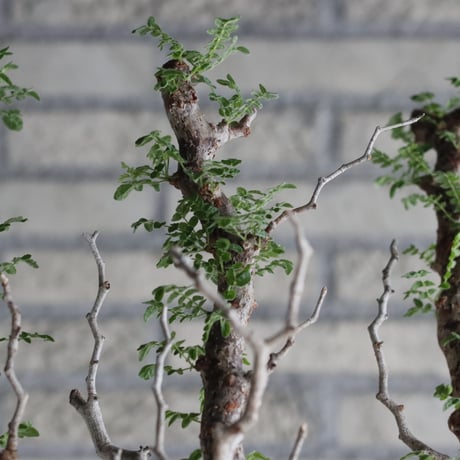 Commiphora monstrosa (5号鉢)  no.705/88