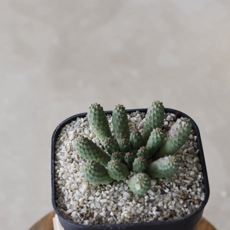 【tres】Euphorbia esculenta (3.5号)  no.816/27