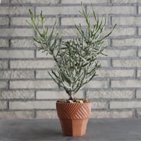 Euphorbia enterophora  × N/OH(4号)  no.906/1