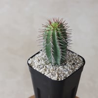 【tres】Euphorbia fruticosa (3号)  no.816/53