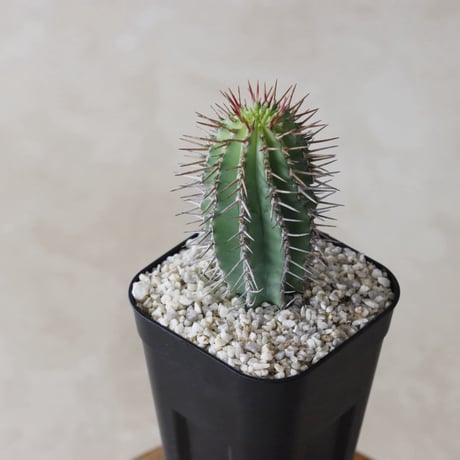 【tres】Euphorbia fruticosa (3号)  no.816/53