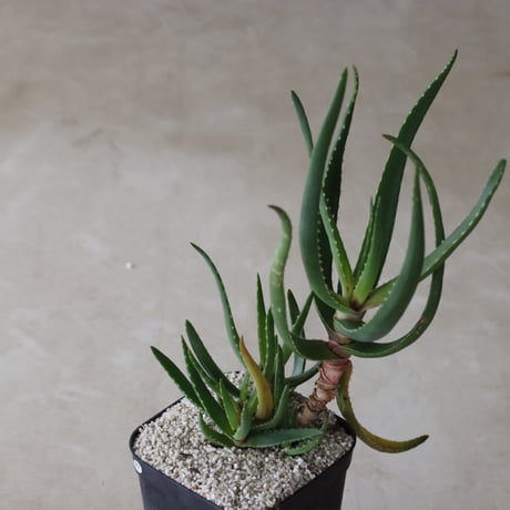 【tres】Aloe alfredii (4号)  no.816/41