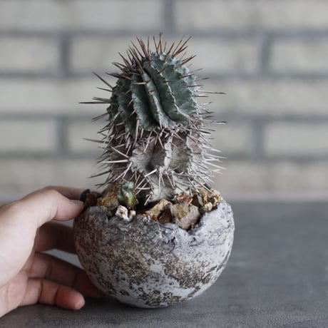 Euphorbia horrida × takero pot (3.5号)  no.920/33