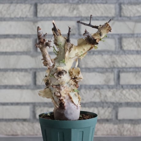 Commiphora kataf ver.turkanensis (4号)   no.830/46