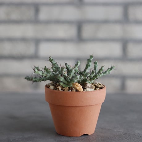 Euphorbia actinoclada × YAMABACHI (3号)  no.927/71