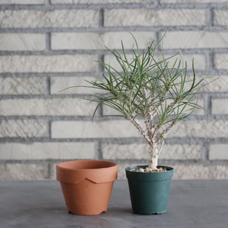 Euphorbia hyb. ワリンゴッド (2.5号) ＋YAMABACHI  no.830/10