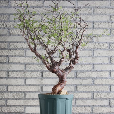 Commiphora monstrosa (6.5号鉢)  no.705/87