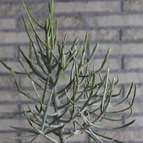 Euphorbia  enterophora ssp. enterophora × N/OH (4.5号) no.327/50