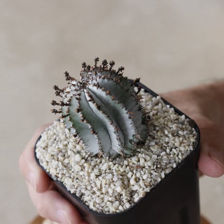 【tres】Euphorbia polygona var. nivea 'SnowFlake' (3号)  no.816/22