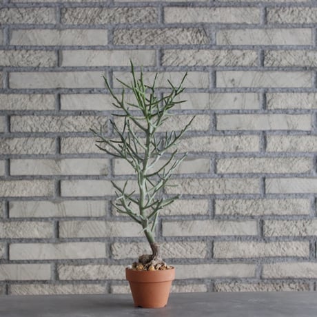 Euphorbia arahaka × YAMABACHI (3号)  no.1004/112