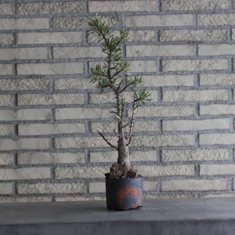 Fouquieria purpusii × N/OH (3.5号)  no.920/6