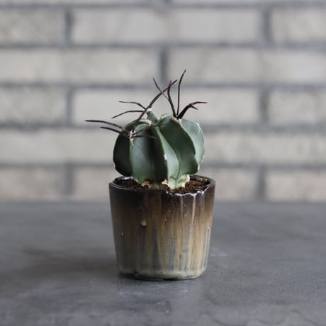 【TAKATAKA】Astrophytum capricorne v. crassispinum (大鳳玉) × 安西岳郎 / 中川智治 (3号)  no.823/32