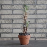 Euphorbia multifolia × YAMABACHI (3号)  no.906/23