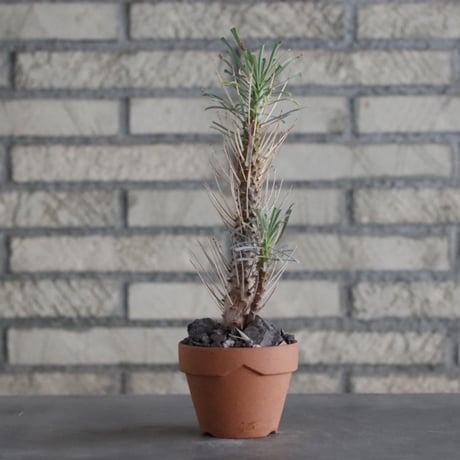 Euphorbia multifolia × YAMABACHI (3号)  no.906/23