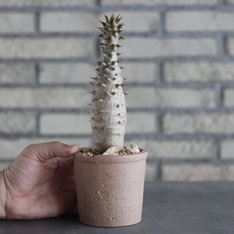 Pachypodium baronii × N/OH(3号)  no.906/7