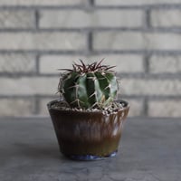 【TAKATAKA】Discocactus gigantea × 安西岳郎 / 中川智治 (4号)  no.823/15