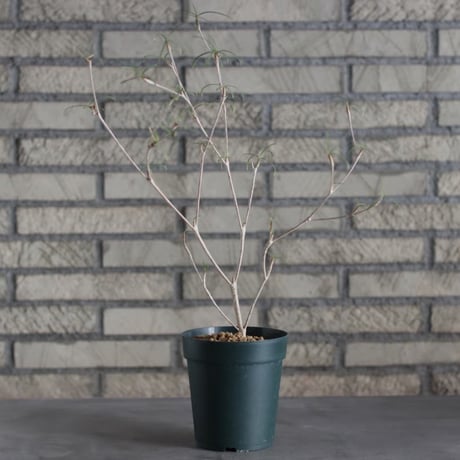 Euphorbia hedyotoides (4号)  no.719/139