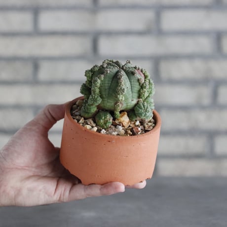 Euphorbia obesa × N/OH (3.5号)  no.906/14