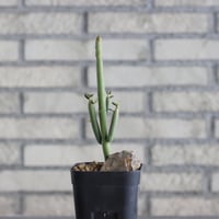 Euphorbia damarana (3号鉢)  no.705/140